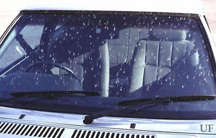 Figure 3. Front car windshield with residue of lovebugs, Plecia nearctica Hardy.