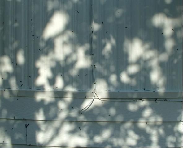 Figure 12. Adult lovebugs, Plecia nearctica Hardy, attracted to a light-colored surface.