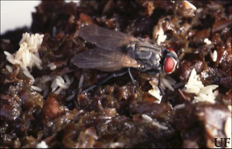 A) sticky panel trap used to capture flying house flies; (B) house