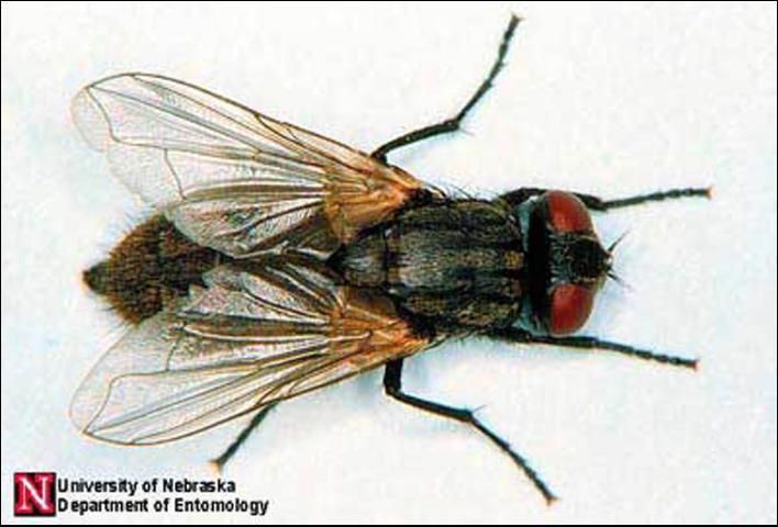 A) sticky panel trap used to capture flying house flies; (B) house