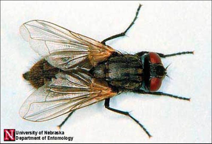 Figure 1. Adult house fly, Musca domestica Linnaeus.