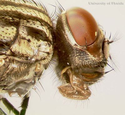 Figure 6. Lateral view of the head of an adult house fly, Musca domestica Linnaeus.