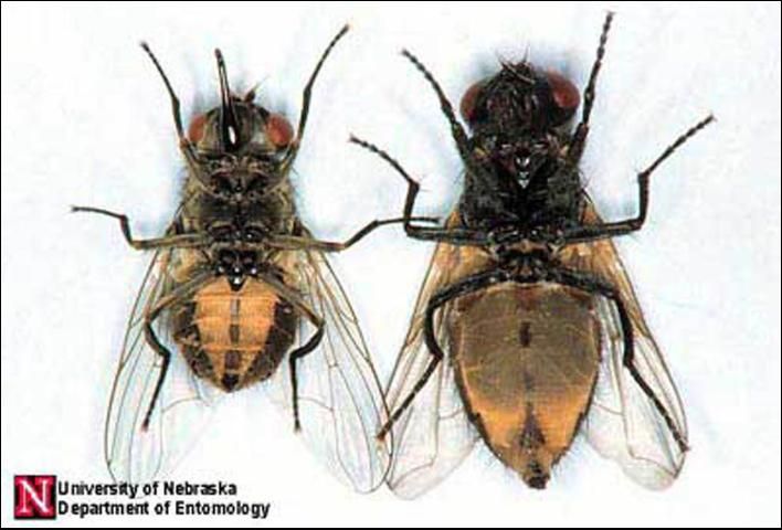 Figure 8. A ventral comparison of adult stable fly, Stomoxys calcitrans (Linnaeus) (left), and house fly, Musca domestica Linnaeus (right).