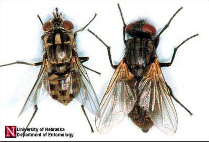 Figure 7. A dorsal comparison of adult stable fly, Stomoxys calcitrans (Linnaeus) (left), and house fly, Musca domestica Linnaeus (right).