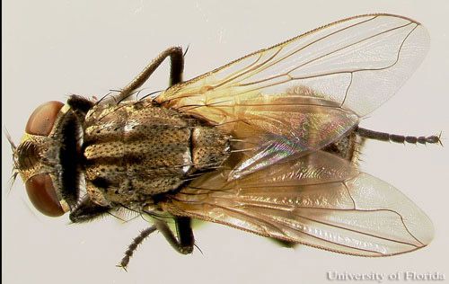 Figure 5. Adult house fly, Musca domestica Linnaeus.
