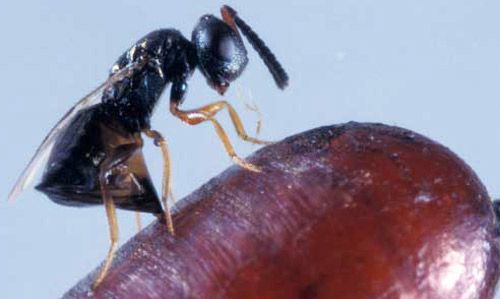 Figure 10. Muscidifurax raptor wasp on a fly puparium. Once the female chooses a suitable puparium host, she lays a single egg in it. The egg hatches, and the wasp larva feeds on the fly pupa.