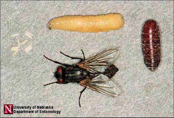 Figure 2. Life cycle of the house fly, Musca domestica Linnaeus. Clockwise from left: eggs, larva, pupa, adult.