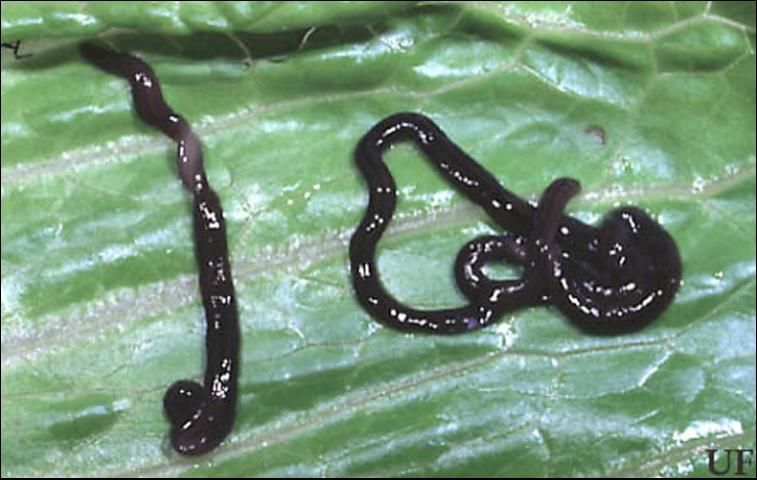 Figure 2. Adult flatworms, Dolichoplana striata Moseley.