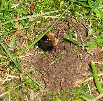 Figure 3. A bumble bee emerging backwards from her nest.