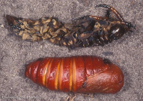 Figure 7. Pupa (bottom) of the regal moth, Citheronia regalis (Fabricius), and theexuviae (cast skin) (top) of the last larval instar.