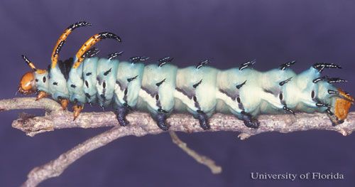 Figure 4. Fully grown hickory horned devil caterpillar, of the regal moth, Citheronia regalis (Fabricius).