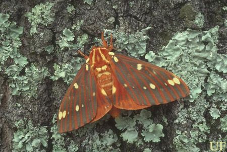 Figure 3. Adult regal moth, Citheronia regalis (Fabricius).