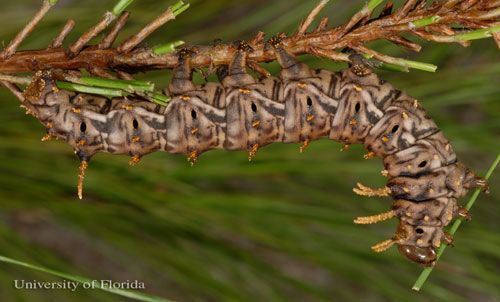 Figure 6. Larva of the pine devil, Citheronia sepulcralis Grote & Robinson, which is sometimes mistaken for the hickory horned devil caterpillar of the regal moth, Citheronia regalis (Fabricius).