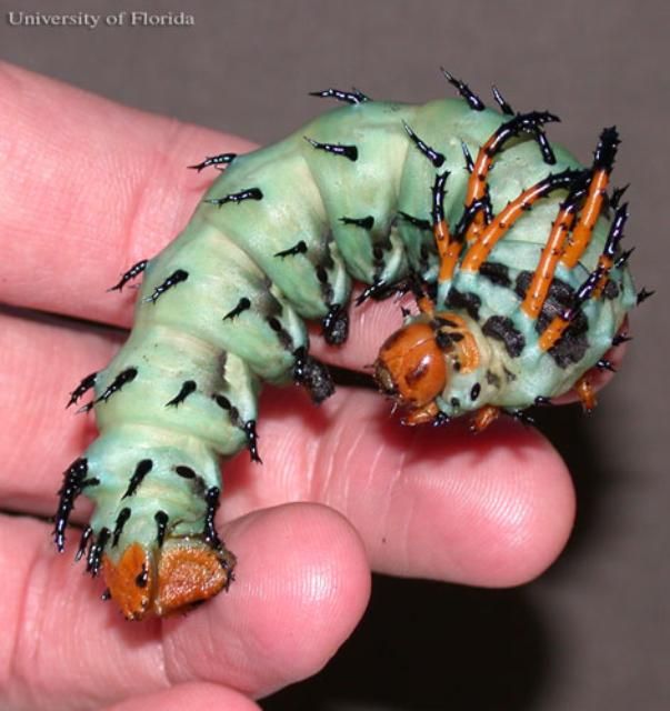 Figure 1. Hickory horned devil caterpillar, of the regal moth, Citheronia regalis (Fabricius), showing size in relation to an adult human's hand.
