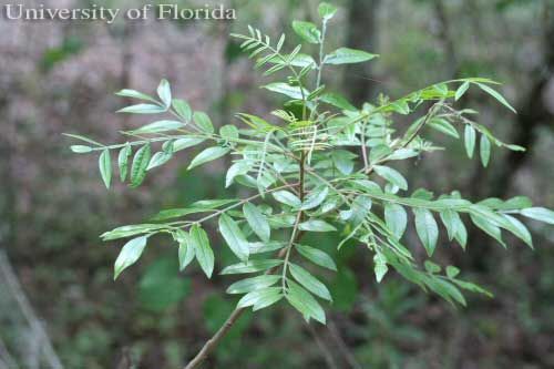 Figure 11. Winged sumac, Rhus copallinum L., a host of the regal moth, Citheroniaregalis (Fabricius).