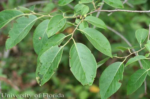 Figure 10. Persimmon, Diospyros virginiana L., a host of the regal moth, Citheronia regalis (Fabricius).