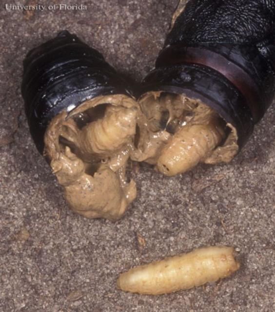 Figure 12. Unidentified sarcophagid fly parasitoids consuming the pupa of a regal moth, Citheronia regalis (Fabricius).