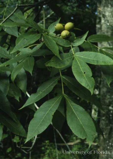 Figure 8. Pignut hickory, Carya glabra (Mill.) Sweet, a host of the regal moth, Citheronia regalis (Fabricius).