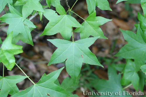 Figure 9. Sweetgum, Liquidambar styraciflua L., a host of the regal moth, Citheronia regalis (Fabricius).