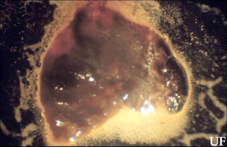 Figure 11. Nematode infested larva of the silky cane weevil, Metamasius hemipterus sericeus (Olivier).