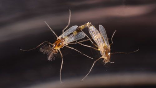 Mating adults, "hydrilla tip mining midge," Cricotopus lebetis Sublette. Male midge with feathery antennae and narrow abdomen on left, female on right. 