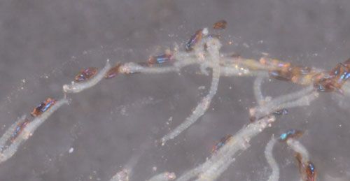 Neonate larvae, hydrilla tip mining midge, Cricotopus lebetis Sublette. White larvae crawling within the gelatinous matrix, empty eggshells are dark brown. 