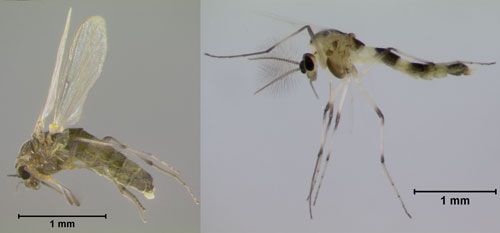 Lateral views of adult female (left) and male (right) "hydrilla tip mining midge," Cricotopus lebetis Sublette.