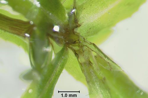 Hydrilla tip damage and larva of "hydrilla tip mining midge," Cricotopus lebetis Sublette. 
