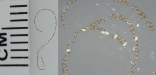 Two views of egg masses of "hydrilla tip mining midge," Cricotopus lebetis Sublette. Left photo shows a single egg mass of 89 eggs, right photo shows fertile (brown) and infertile (translucent) eggs.