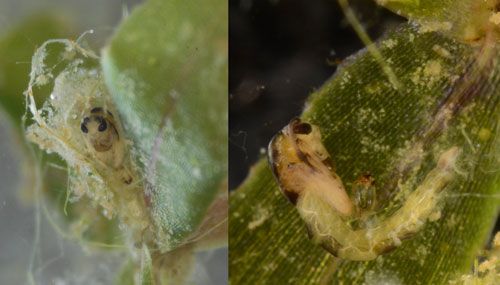 Pupa of hydrilla tip mining midge, Cricotopus lebetis Sublette. Left photo shows a pupa within a hydrilla apical meristem. Right photo shows the pupa following extraction from the plant tissue. 