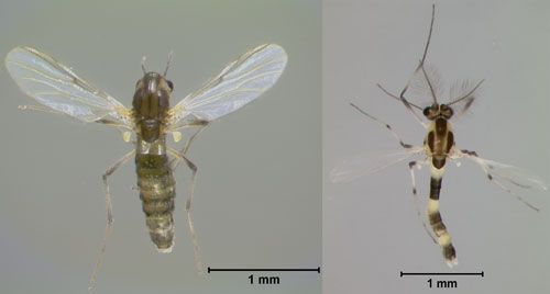 Dorsal views of adult female (left) and male (right) "hydrilla tip mining midge," Cricotopus lebetis Sublette. 