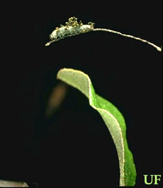 Figure 7. Second instar larva of goatweed butterfly, Anaea andria Scudder, resting at tip of leaf midrib.