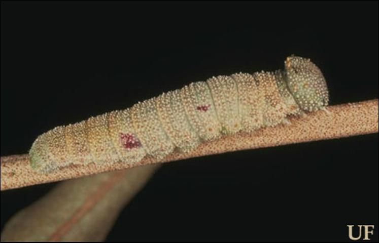 Figure 5. Full grown caterpillar of goatweed butterfly, Anaea andria Scudder.