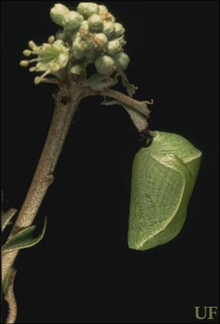 Figure 6. Pupa of goatweed butterfly, Anaea andria Scudder.