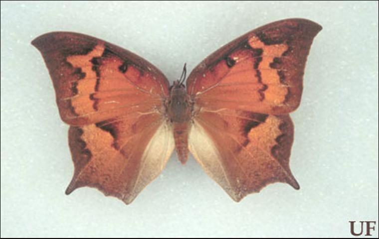 Figure 3. Summer form of adult female goatweed butterfly, Anaea andria Scudder.