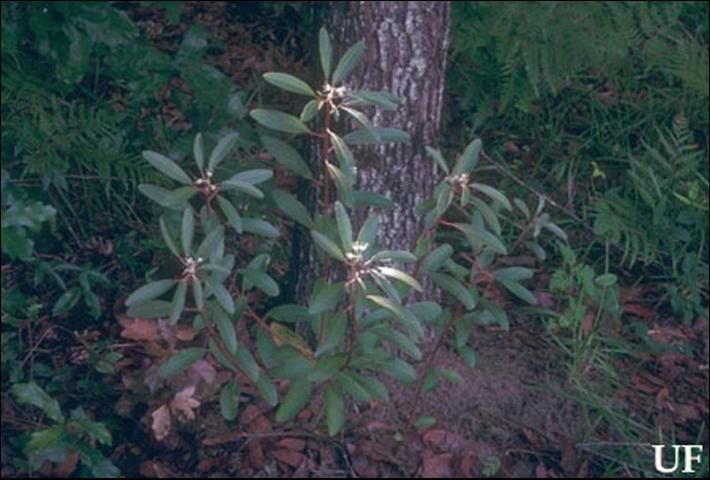 Figure 9. Silver croton, Croton argyranthemus Michx., host for goatweed butterfly, Anaea andria Scudder.