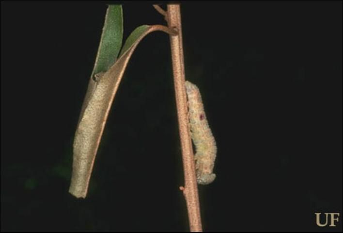 Figure 8. Goatweed butterfly larvae (one on stem, one in leaf roll), Anaea andria Scudder.