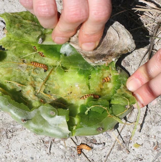 Figure 4. Cactus pad dissected to show larvae of cactus moth, Cactoblastis cactorum (Berg), feeding within. Sapelo Island, GA 2011.