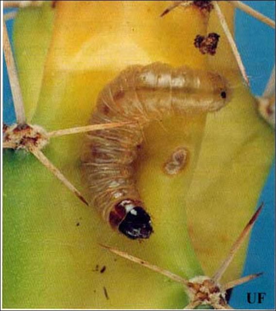 Figure 6. Mature larva, Rumatha glaucatella (Hulst).