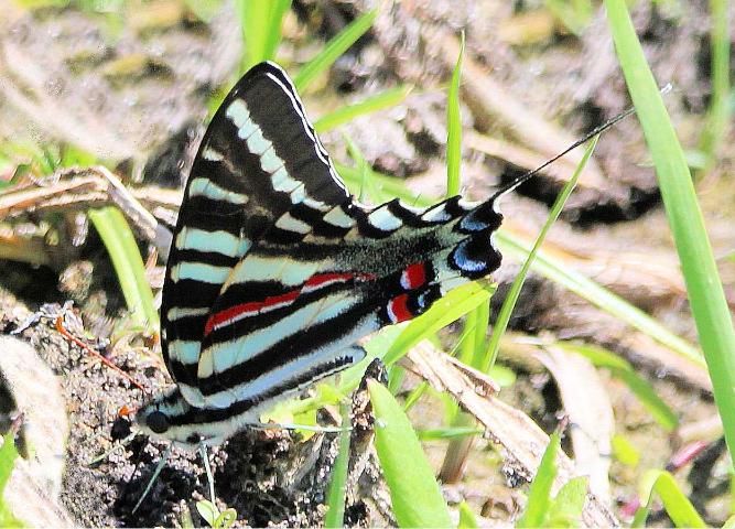 Figure 12. Male zebra swallowtail, Protographium marcellus (Cramer), feeding at moist sand for moisture and minerals.