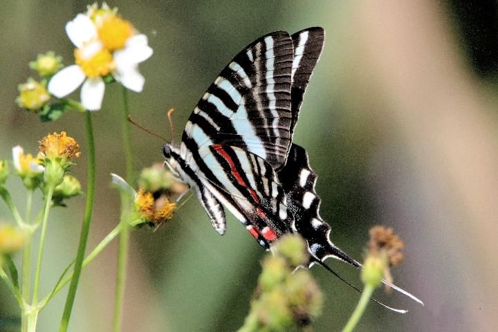Figure 2. Zebra swallowtail, Protographium marcellus (Cramer), with wings closed.
