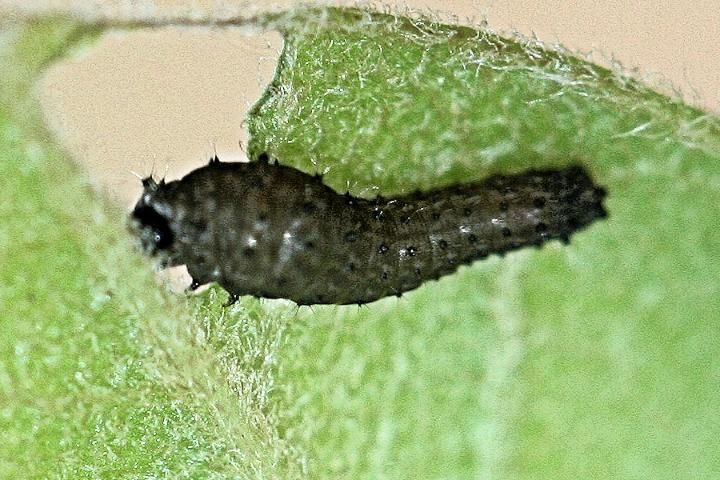 Figure 6. Early instar larva of Protographium marcellus (Cramer).
