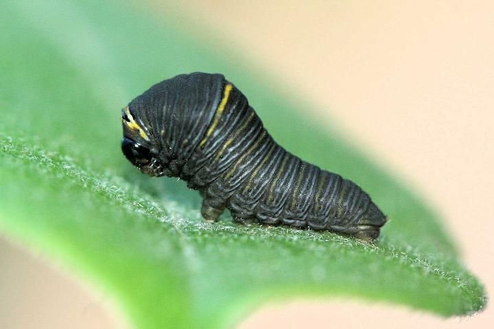 Figure 7. Middle instar larva of Protographium marcellus (Cramer).