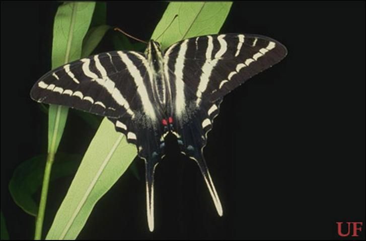 Figure 1. Zebra swallowtail, Protographium marcellus (Cramer), with wings spread.