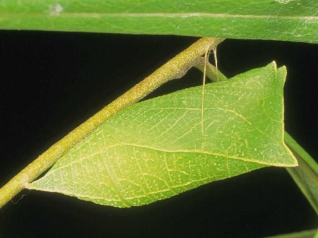 Figure 20. Dwarf pawpaw, Asimina pygmea (W.Bartram) Dunal (Annonaceae), a larval host for the zebra swallowtail, Protographium marcellus (Cramer).