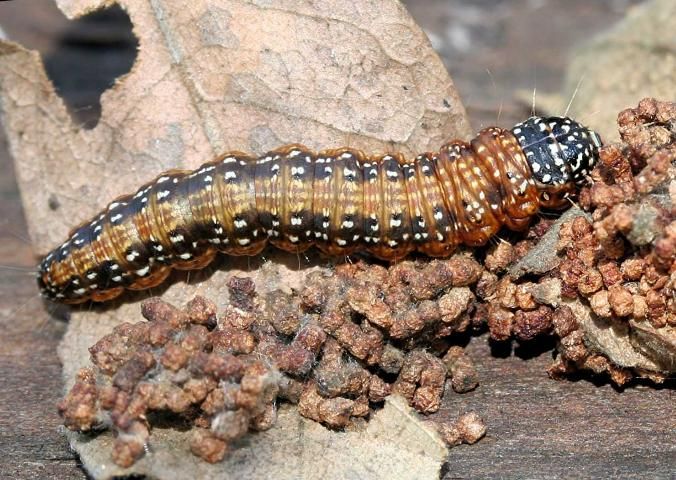 Figure 20. Dwarf pawpaw, Asimina pygmea (W.Bartram) Dunal (Annonaceae), a larval host for the zebra swallowtail, Protographium marcellus (Cramer).