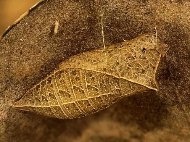 Figure 20. Dwarf pawpaw, Asimina pygmea (W.Bartram) Dunal (Annonaceae), a larval host for the zebra swallowtail, Protographium marcellus (Cramer).