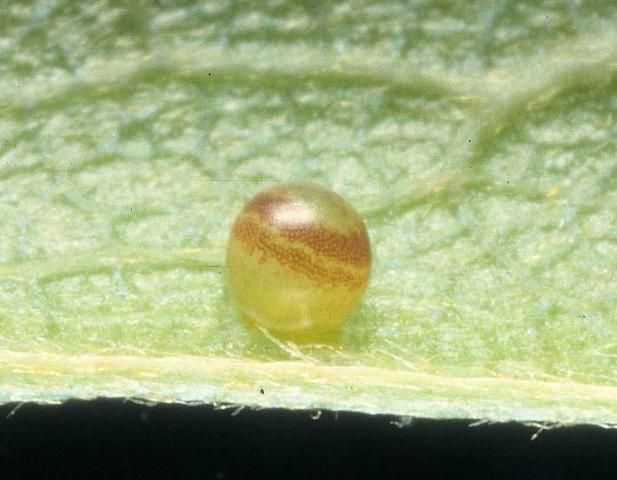 Figure 20. Dwarf pawpaw, Asimina pygmea (W.Bartram) Dunal (Annonaceae), a larval host for the zebra swallowtail, Protographium marcellus (Cramer).