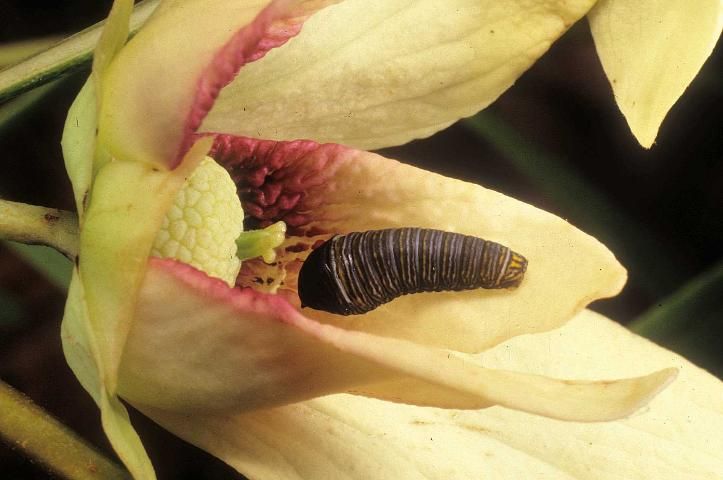 Figure 20. Dwarf pawpaw, Asimina pygmea (W.Bartram) Dunal (Annonaceae), a larval host for the zebra swallowtail, Protographium marcellus (Cramer).