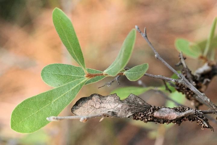 Figure 20. Dwarf pawpaw, Asimina pygmea (W.Bartram) Dunal (Annonaceae), a larval host for the zebra swallowtail, Protographium marcellus (Cramer).